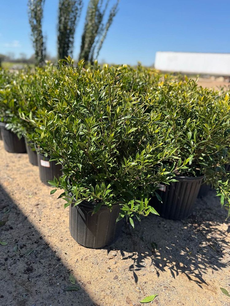 gardenia-jasminoides-frostproof-cape-jasmine-gandharaj-gardenia-augusta