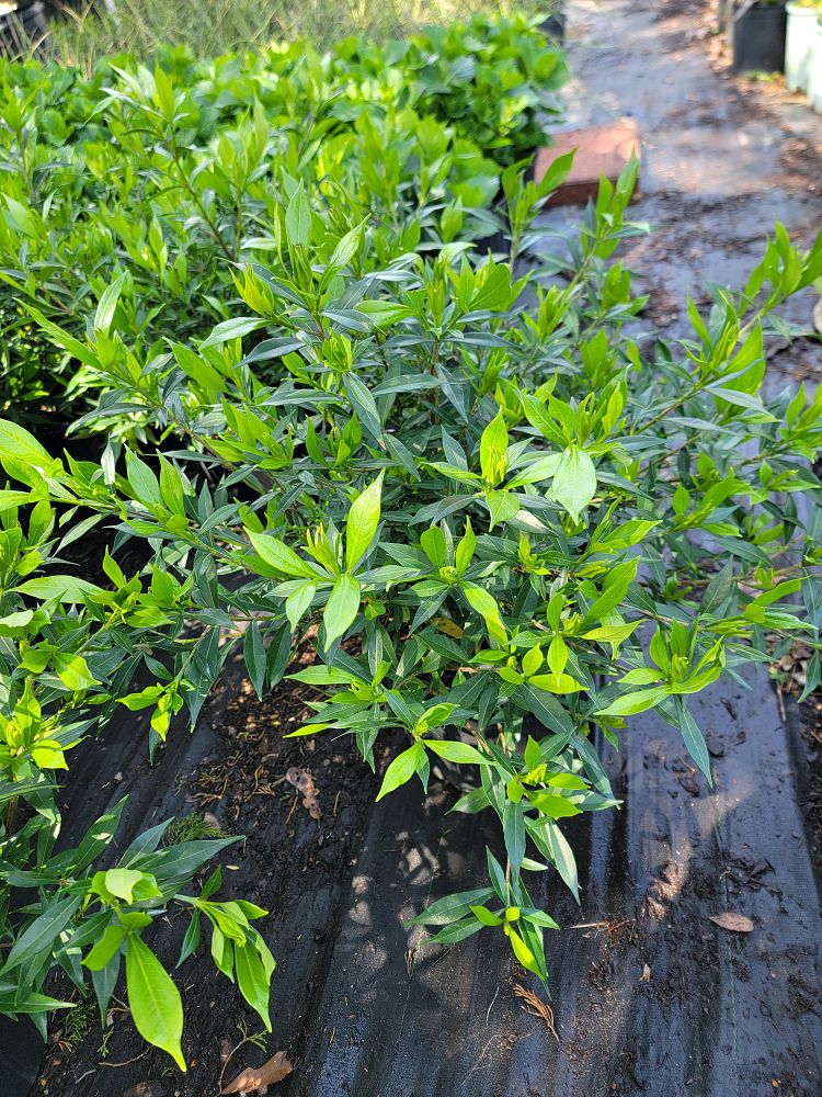 gardenia-jasminoides-frostproof-cape-jasmine-gandharaj-gardenia-augusta