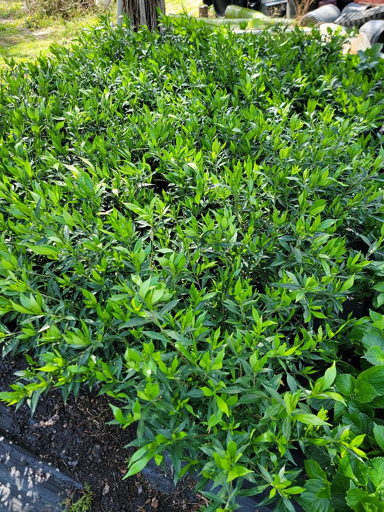 gardenia-jasminoides-frostproof-cape-jasmine-gandharaj-gardenia-augusta