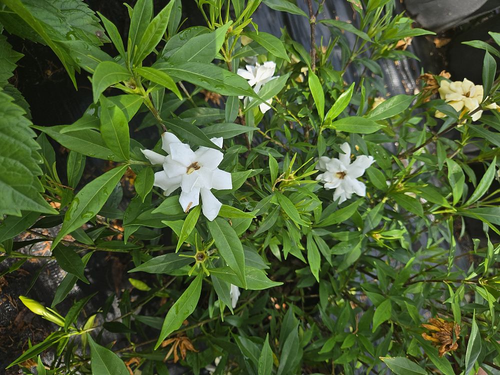 gardenia-jasminoides-frostproof-cape-jasmine-gandharaj-gardenia-augusta