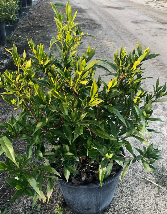 gardenia-jasminoides-frostproof-cape-jasmine-gandharaj-gardenia-augusta