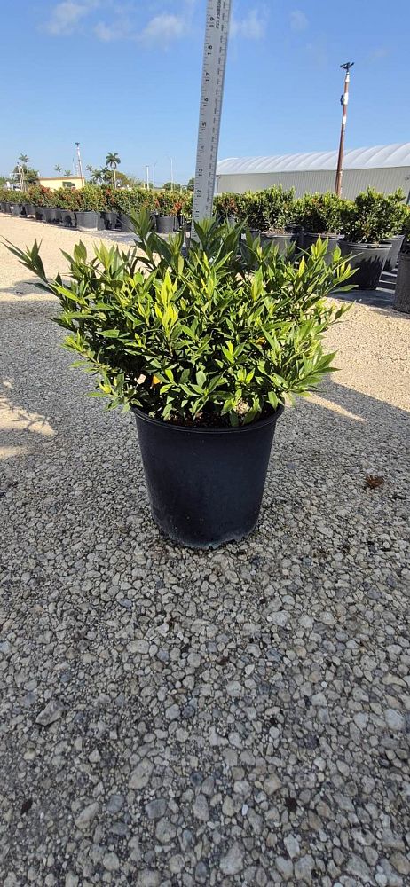 gardenia-jasminoides-frostproof-cape-jasmine-gandharaj-gardenia-augusta