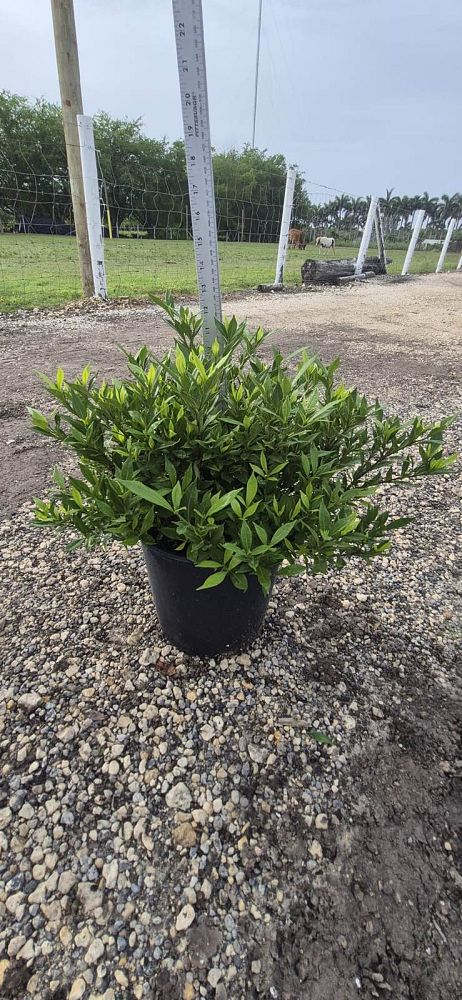 gardenia-jasminoides-frostproof-cape-jasmine-gandharaj-gardenia-augusta