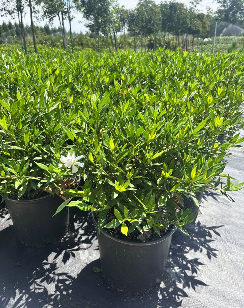 gardenia-jasminoides-frostproof-cape-jasmine-gandharaj-gardenia-augusta