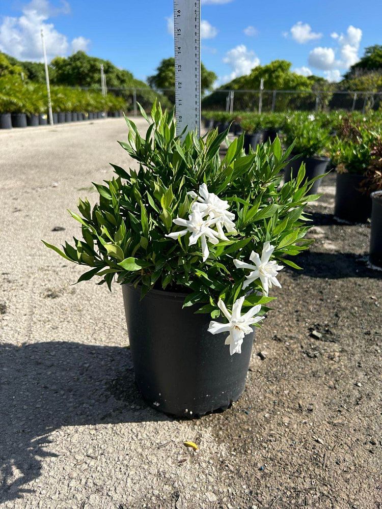 gardenia-jasminoides-frostproof-cape-jasmine-gandharaj-gardenia-augusta