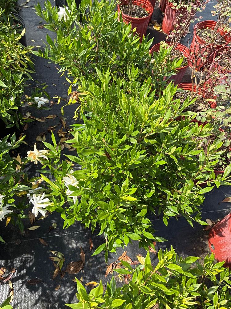gardenia-jasminoides-frostproof-cape-jasmine-gandharaj-gardenia-augusta