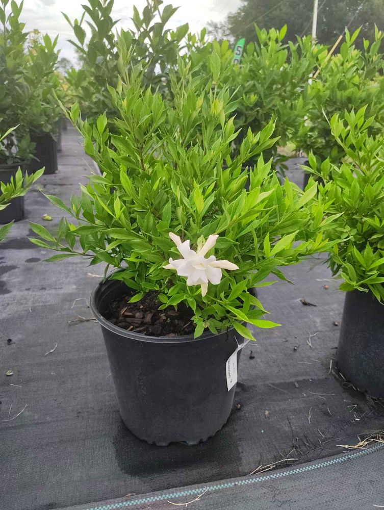 gardenia-jasminoides-frostproof-cape-jasmine-gandharaj-gardenia-augusta