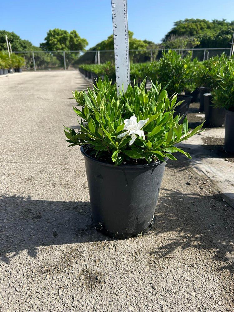 gardenia-jasminoides-frostproof-cape-jasmine-gandharaj-gardenia-augusta
