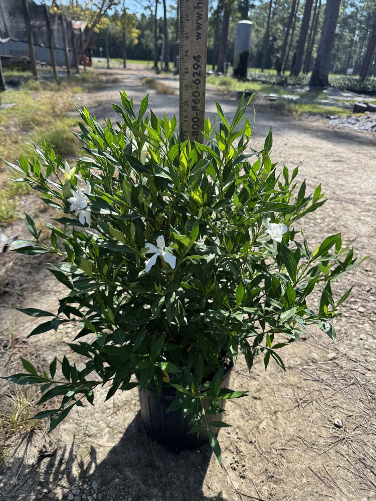 gardenia-jasminoides-frostproof-cape-jasmine-gandharaj-gardenia-augusta