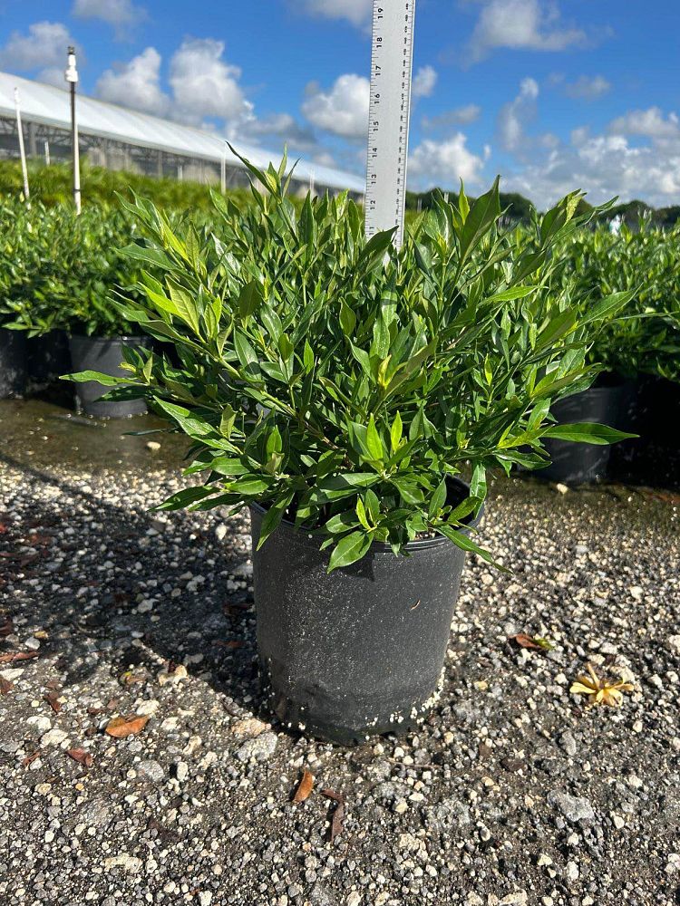 gardenia-jasminoides-frostproof-cape-jasmine-gandharaj-gardenia-augusta