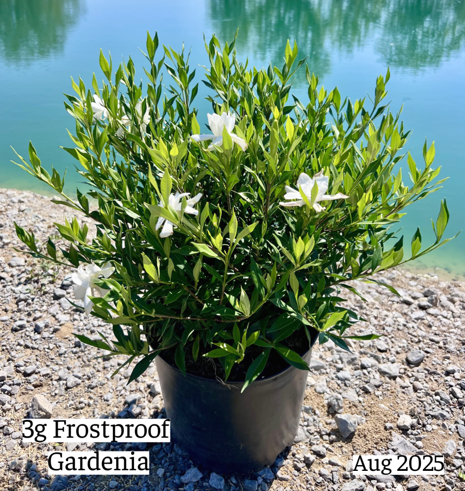 gardenia-jasminoides-frostproof-cape-jasmine-gandharaj-gardenia-augusta