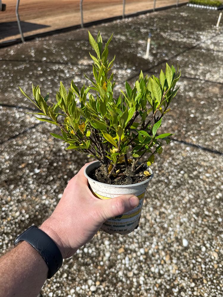 gardenia-jasminoides-frostproof-cape-jasmine-gandharaj-gardenia-augusta