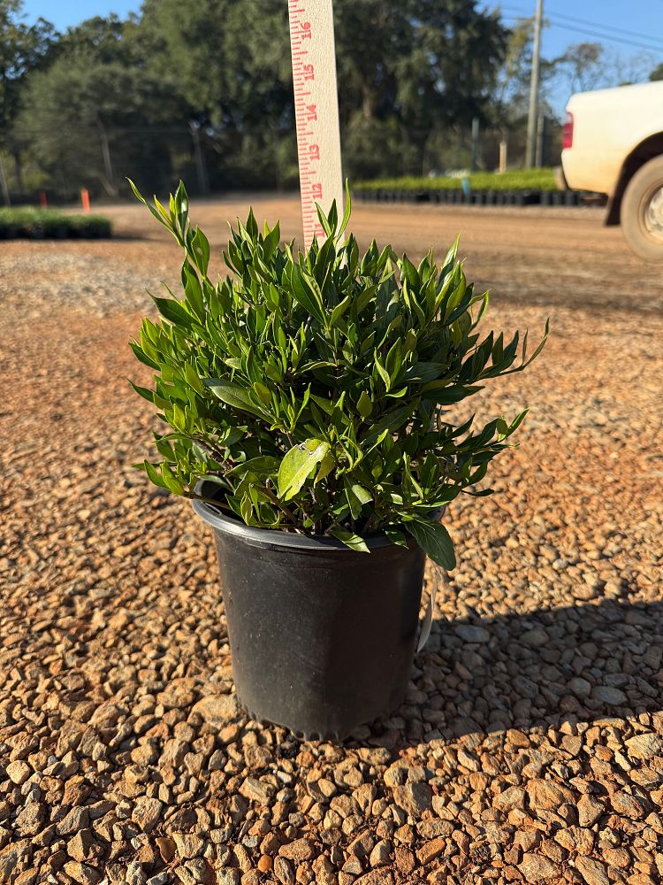 gardenia-jasminoides-frostproof-cape-jasmine-gandharaj-gardenia-augusta