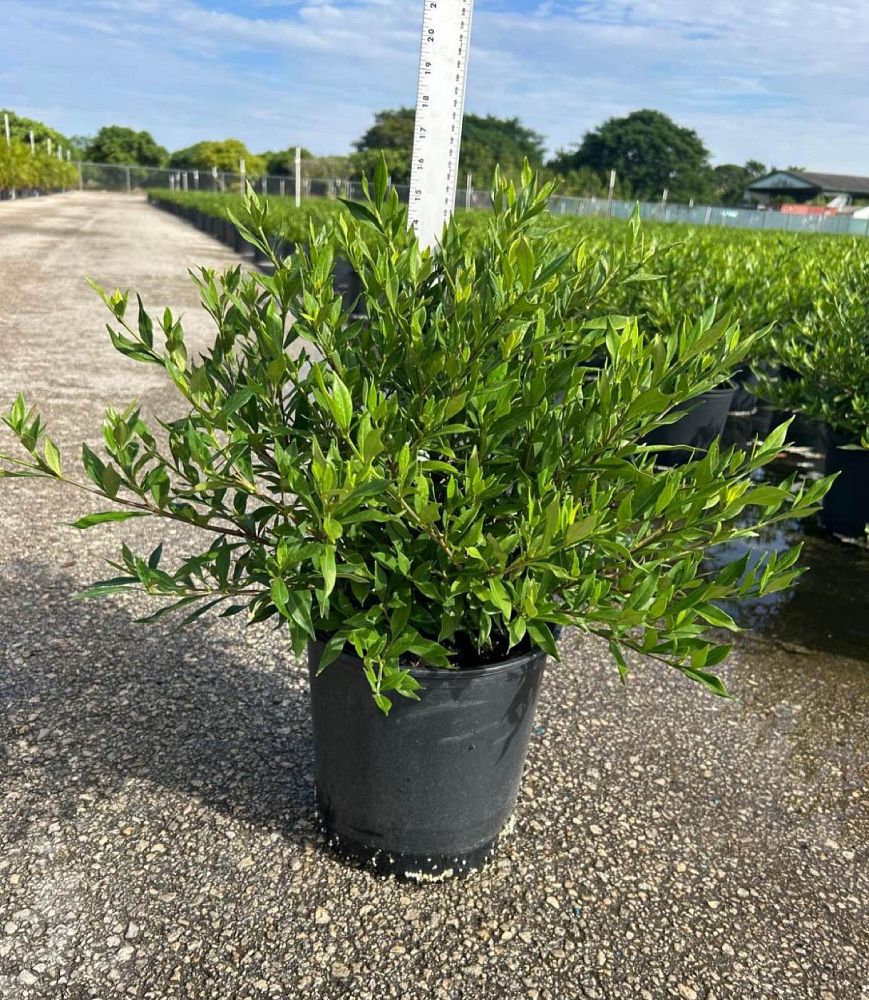 gardenia-jasminoides-frostproof-cape-jasmine-gandharaj-gardenia-augusta