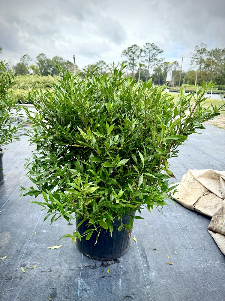 gardenia-jasminoides-frostproof-cape-jasmine-gandharaj-gardenia-augusta