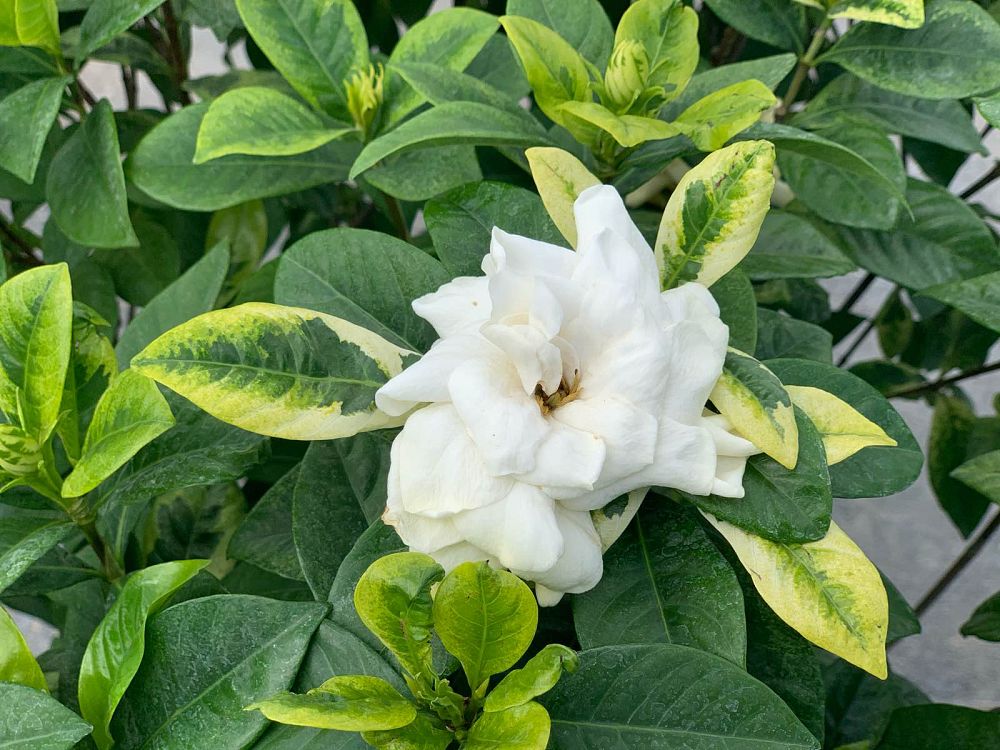gardenia-jasminoides-glazierii-cape-jasmine-gandharaj-gardenia-augusta