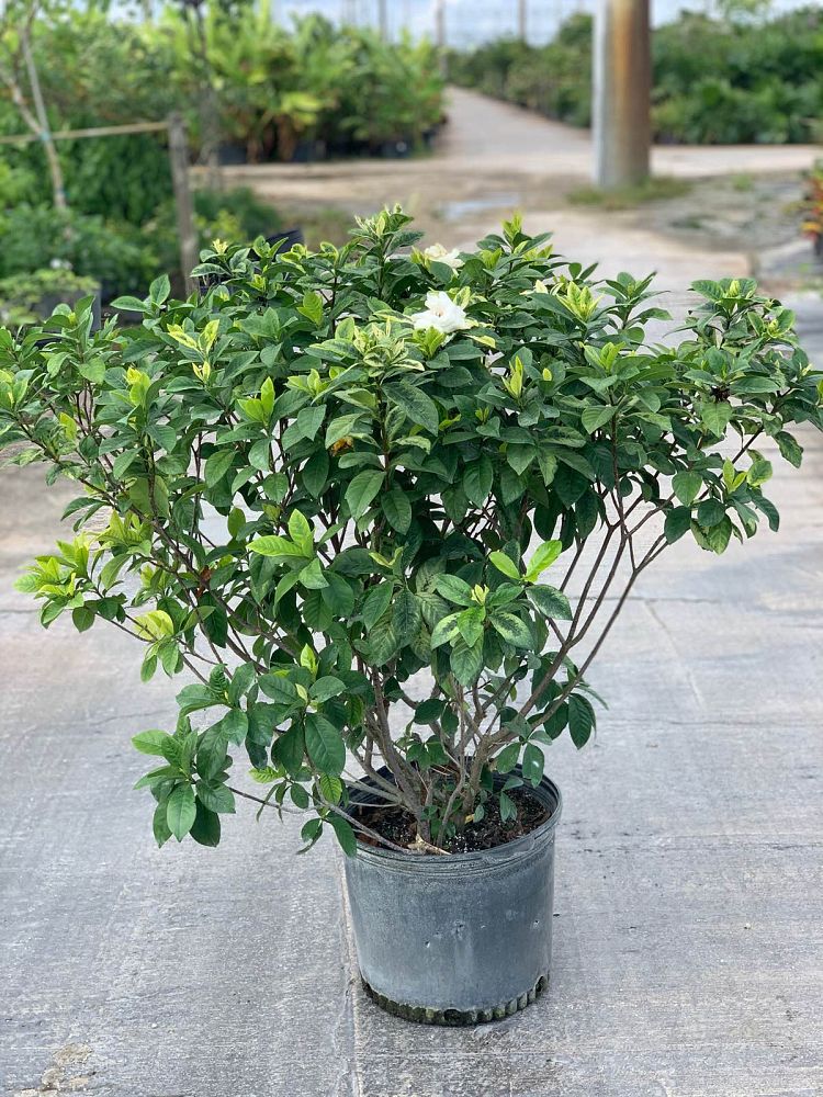 gardenia-jasminoides-glazierii-cape-jasmine-gandharaj-gardenia-augusta