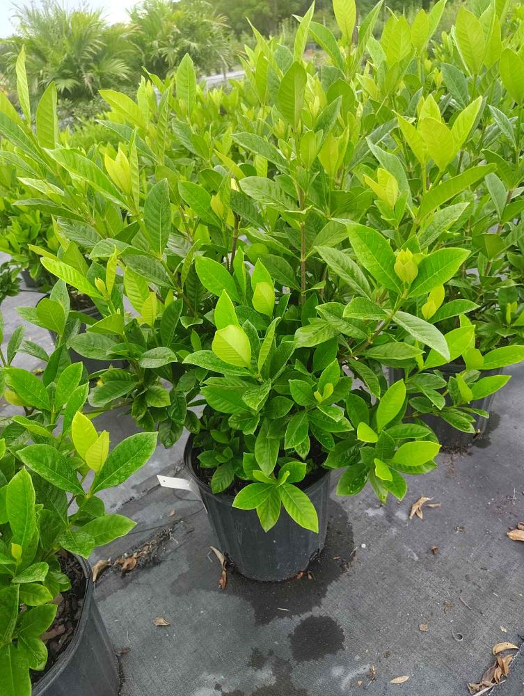 gardenia-jasminoides-golden-magic-cape-jasmine-gandharaj-gardenia-augusta
