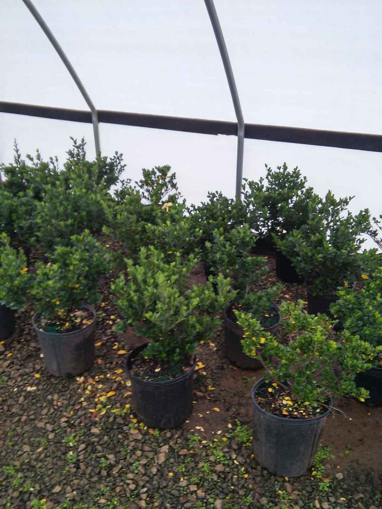 gardenia-jasminoides-kleim-s-hardy-cape-jasmine-gandharaj-gardenia-augusta