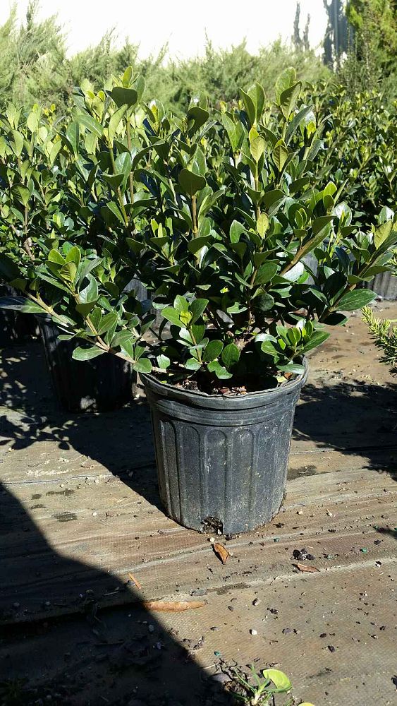 gardenia-jasminoides-kleim-s-hardy-cape-jasmine-gandharaj-gardenia-augusta