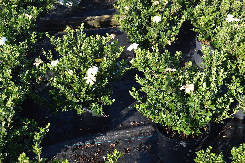 gardenia-jasminoides-kleim-s-hardy-cape-jasmine-gandharaj-gardenia-augusta