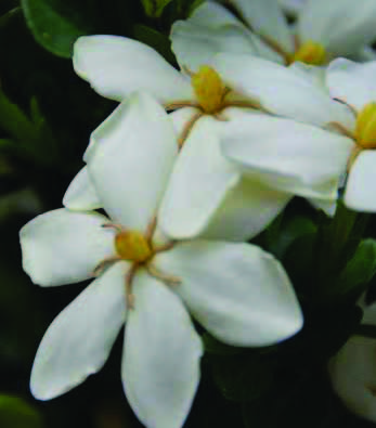 gardenia-jasminoides-kleim-s-hardy-cape-jasmine-gandharaj-gardenia-augusta