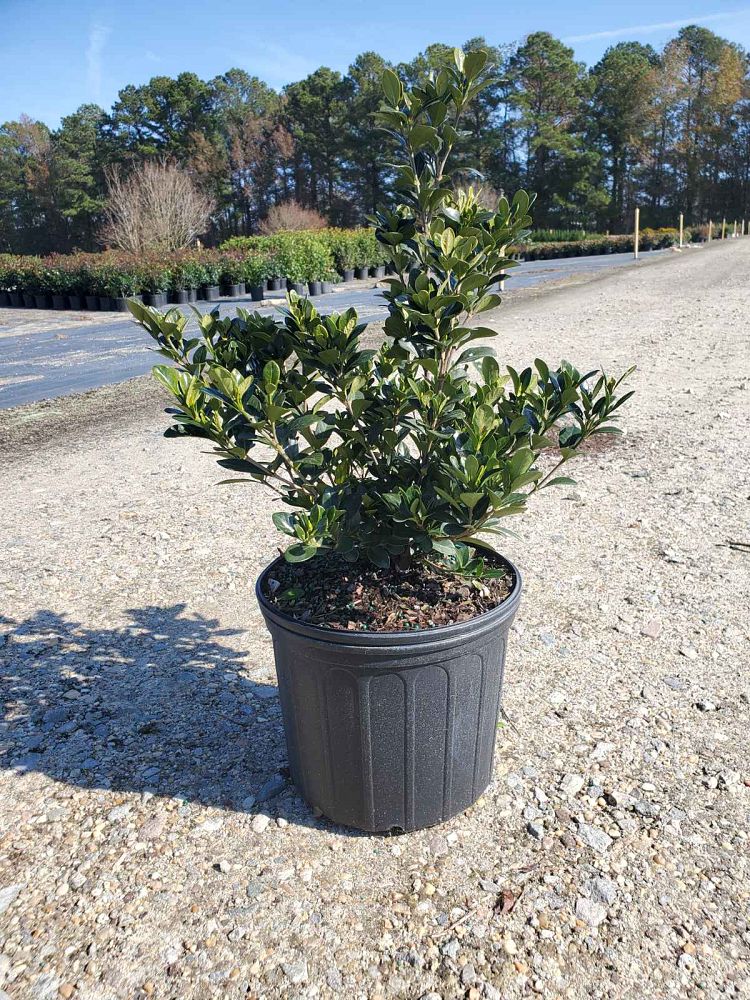 gardenia-jasminoides-kleim-s-hardy-cape-jasmine-gandharaj-gardenia-augusta