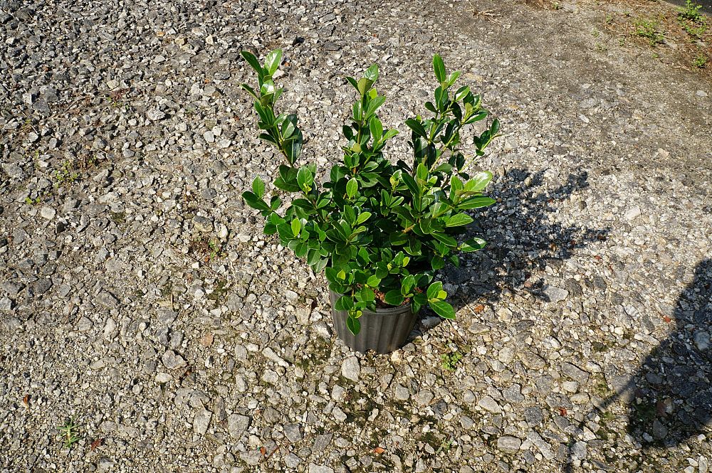 gardenia-jasminoides-kleim-s-hardy-cape-jasmine-gandharaj-gardenia-augusta