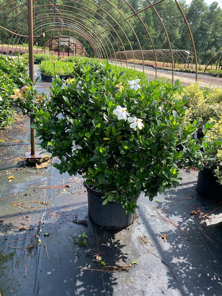 gardenia-jasminoides-kleim-s-hardy-cape-jasmine-gandharaj-gardenia-augusta