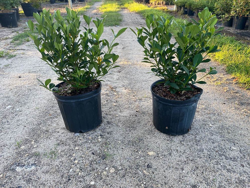 gardenia-jasminoides-kleim-s-hardy-cape-jasmine-gandharaj-gardenia-augusta