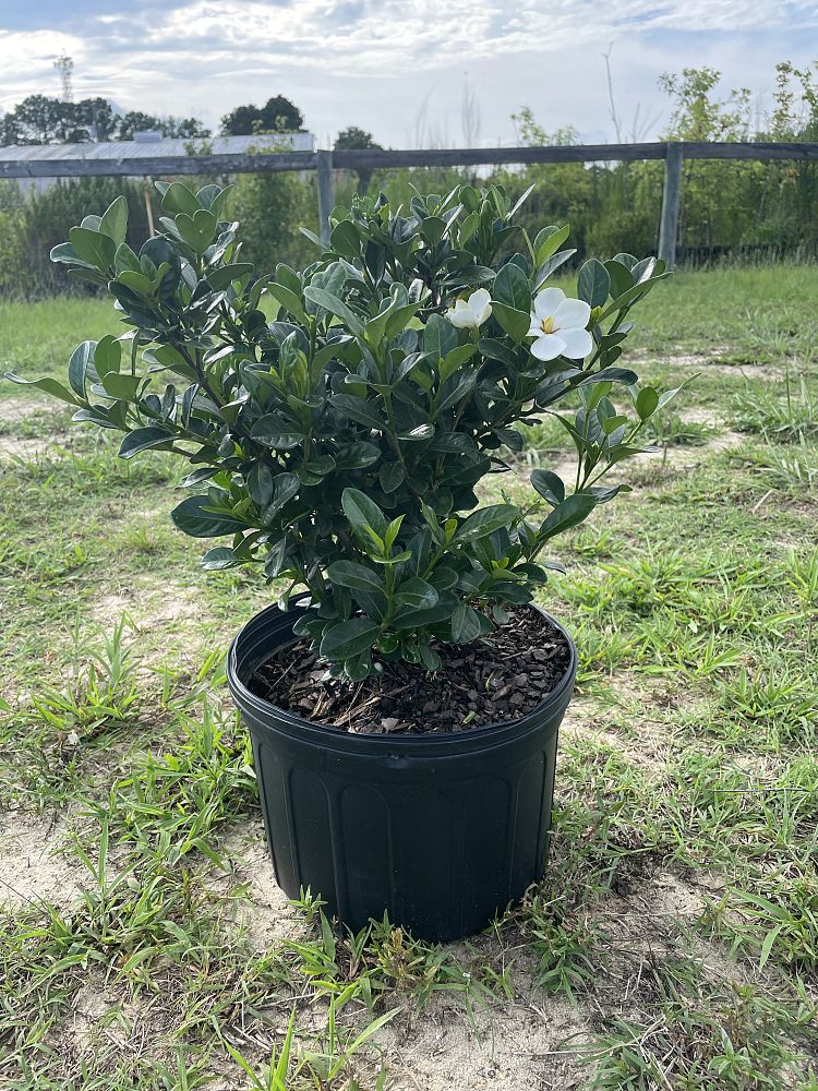 gardenia-jasminoides-kleim-s-hardy-cape-jasmine-gandharaj-gardenia-augusta
