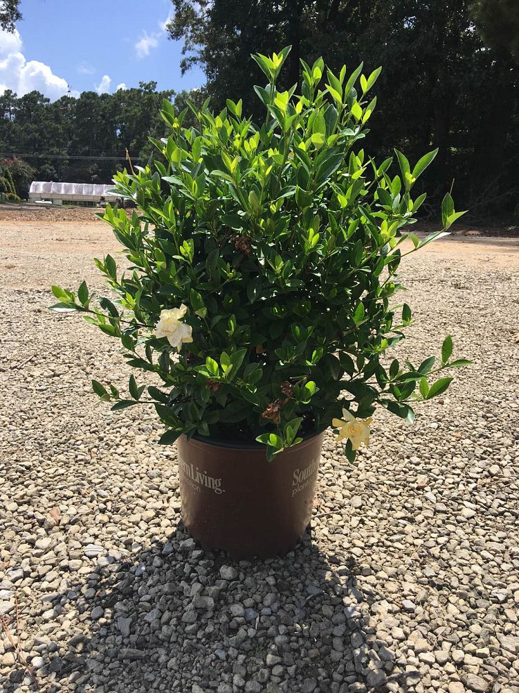 gardenia-jasminoides-leeone-jubilation-trade-gardenia