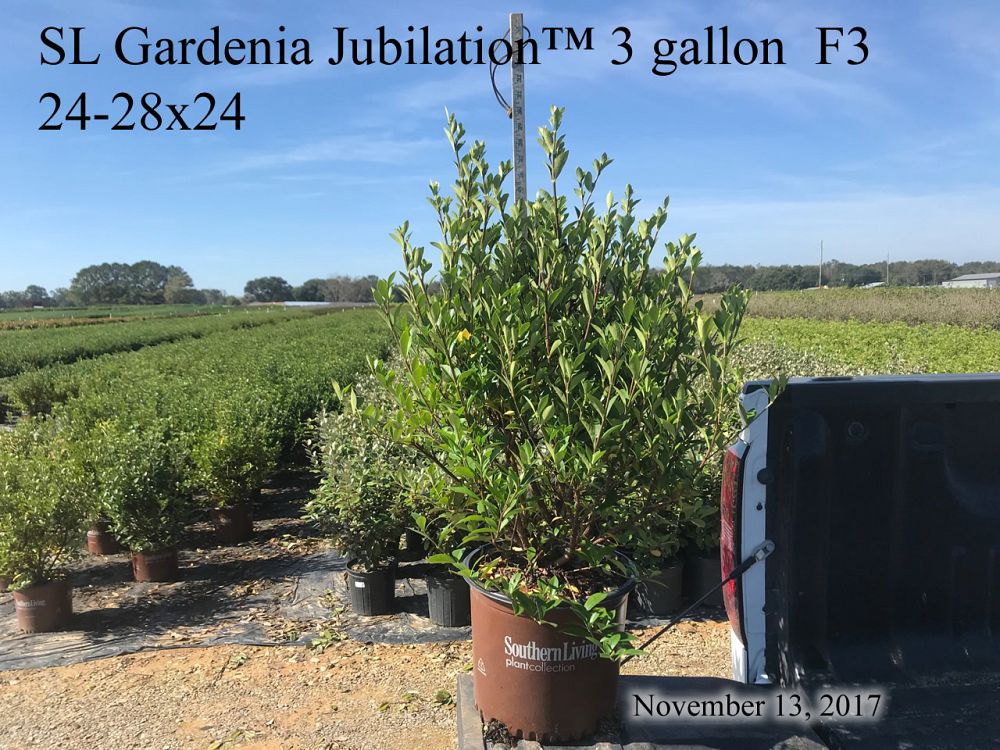 gardenia-jasminoides-leeone-jubilation-trade-gardenia