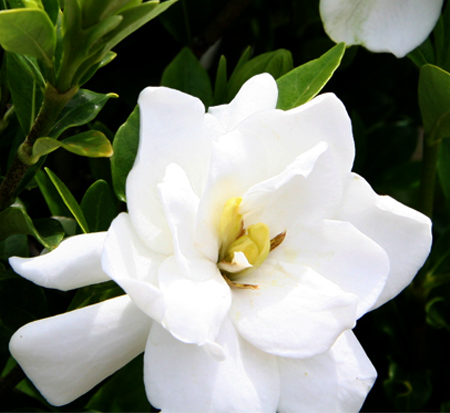 gardenia-jasminoides-leeone-jubilation-trade-gardenia