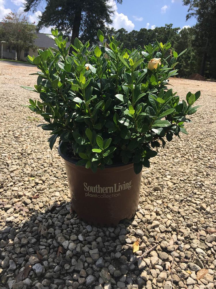 gardenia-jasminoides-leetwo-scentamazing-reg-gardenia
