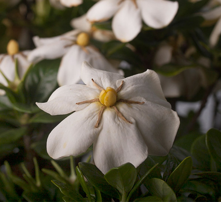 gardenia-jasminoides-leetwo-scentamazing-reg-gardenia