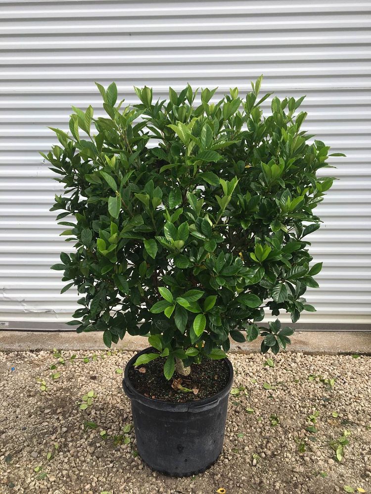 gardenia-jasminoides-miami-supreme-cape-jasmine-gandharaj-gardenia-augusta
