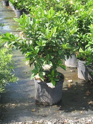 gardenia-jasminoides-miami-supreme-cape-jasmine-gandharaj-gardenia-augusta