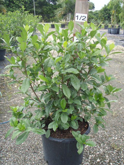 gardenia-jasminoides-miami-supreme-cape-jasmine-gandharaj-gardenia-augusta