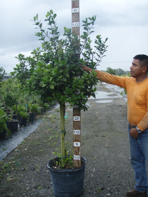 gardenia-jasminoides-miami-supreme-cape-jasmine-gandharaj-gardenia-augusta