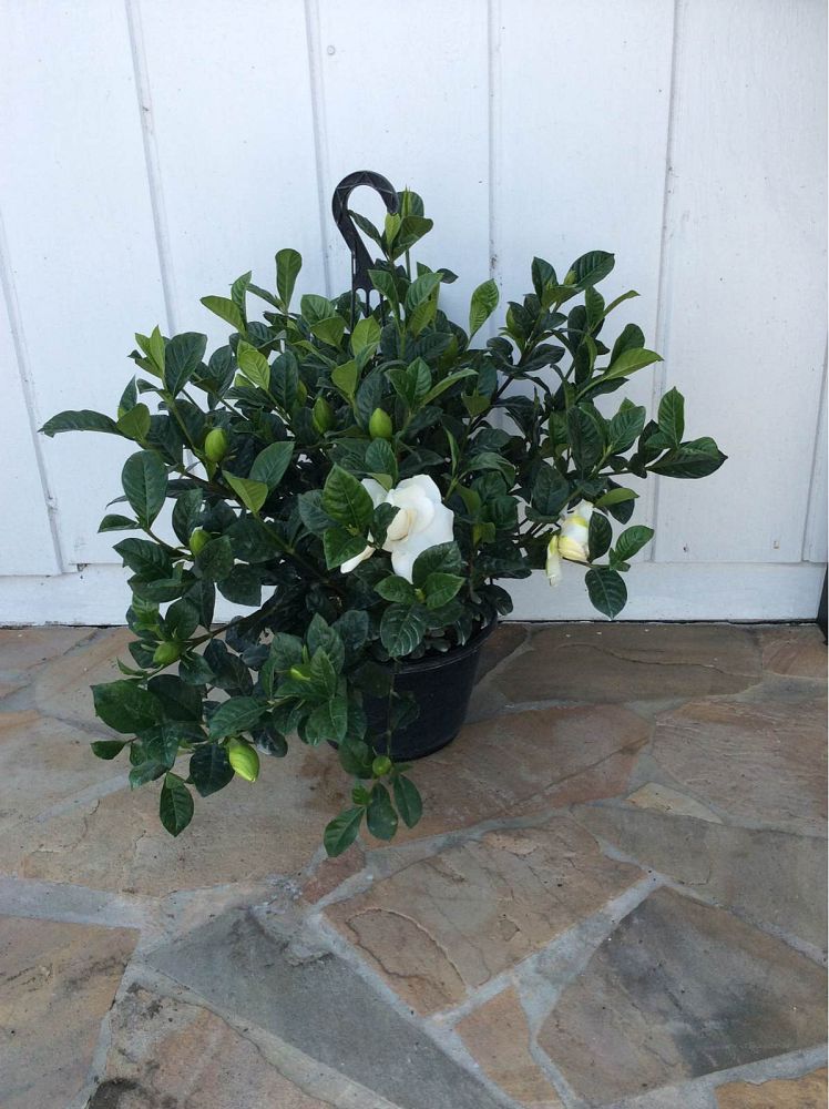 gardenia-jasminoides-miami-supreme-cape-jasmine-gandharaj-gardenia-augusta