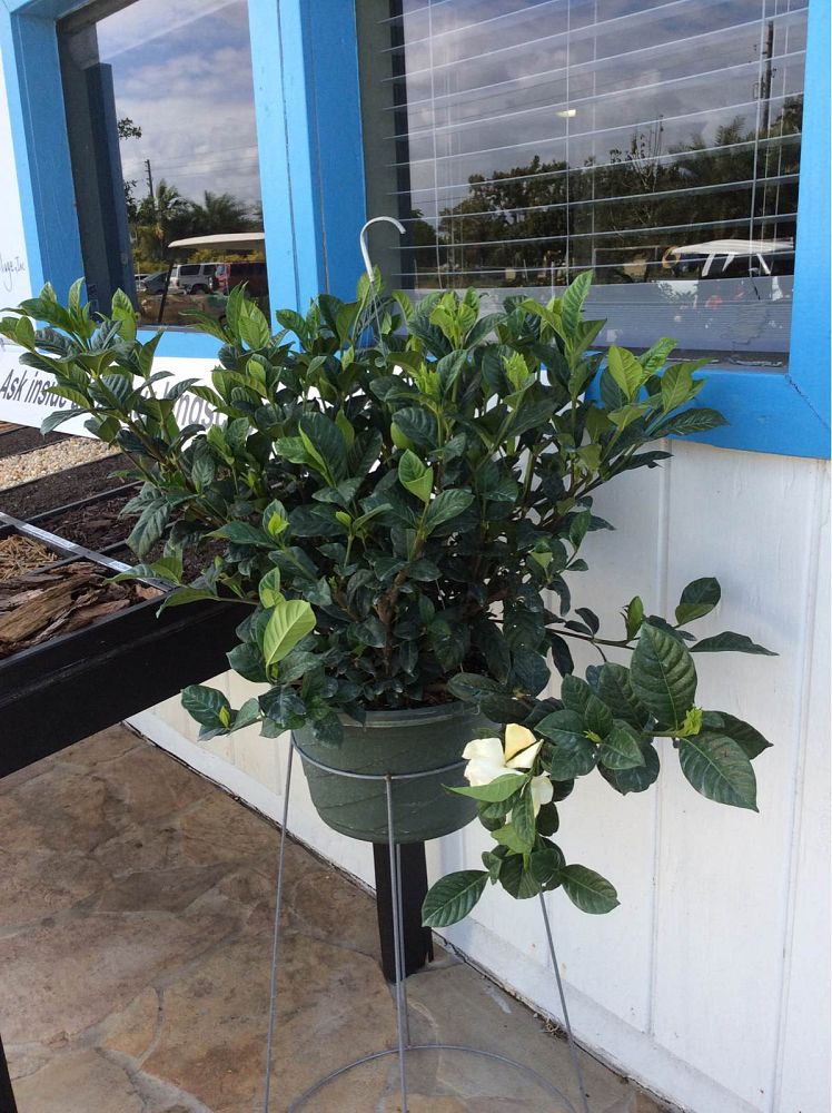 gardenia-jasminoides-miami-supreme-cape-jasmine-gandharaj-gardenia-augusta