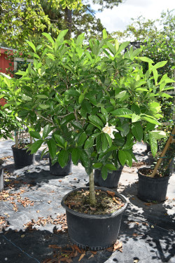 gardenia-jasminoides-miami-supreme-cape-jasmine-gandharaj-gardenia-augusta