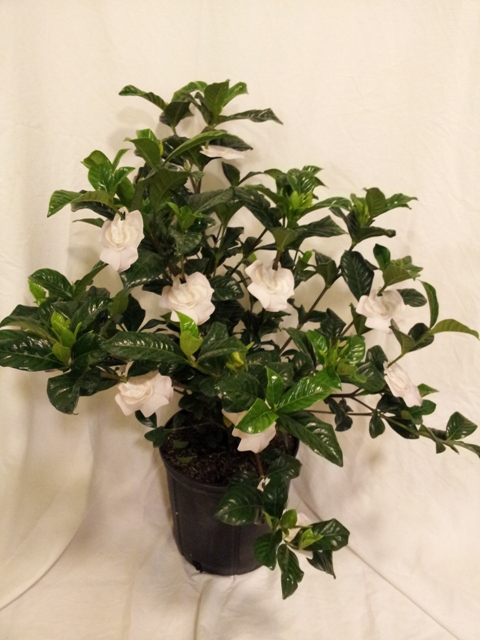 gardenia-jasminoides-miami-supreme-cape-jasmine-gandharaj-gardenia-augusta