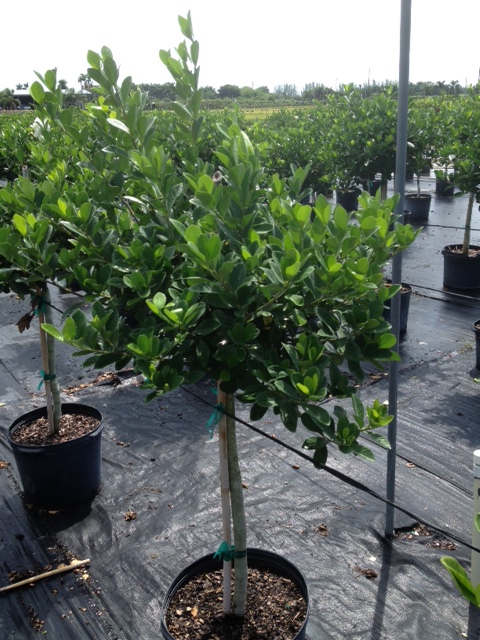 gardenia-jasminoides-miami-supreme-cape-jasmine-gandharaj-gardenia-augusta