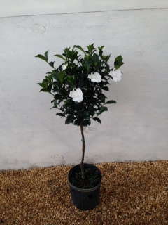 gardenia-jasminoides-miami-supreme-cape-jasmine-gandharaj-gardenia-augusta