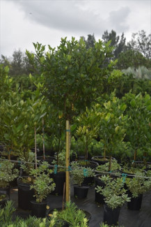 gardenia-jasminoides-miami-supreme-cape-jasmine-gandharaj-gardenia-augusta
