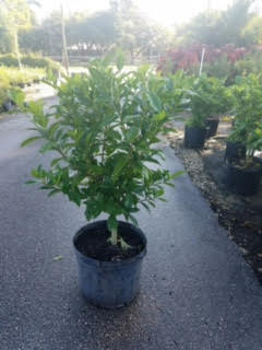 gardenia-jasminoides-miami-supreme-cape-jasmine-gandharaj-gardenia-augusta