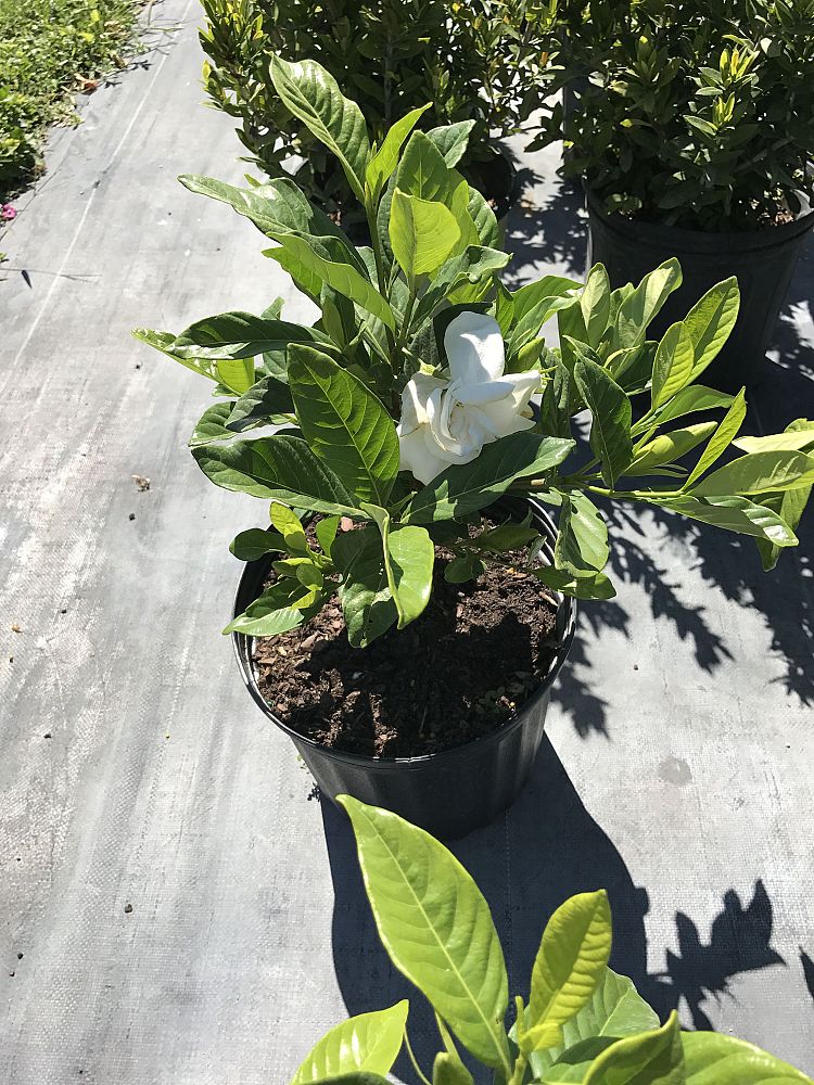 gardenia-jasminoides-miami-supreme-cape-jasmine-gandharaj-gardenia-augusta