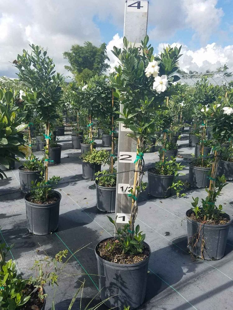 gardenia-jasminoides-miami-supreme-cape-jasmine-gandharaj-gardenia-augusta